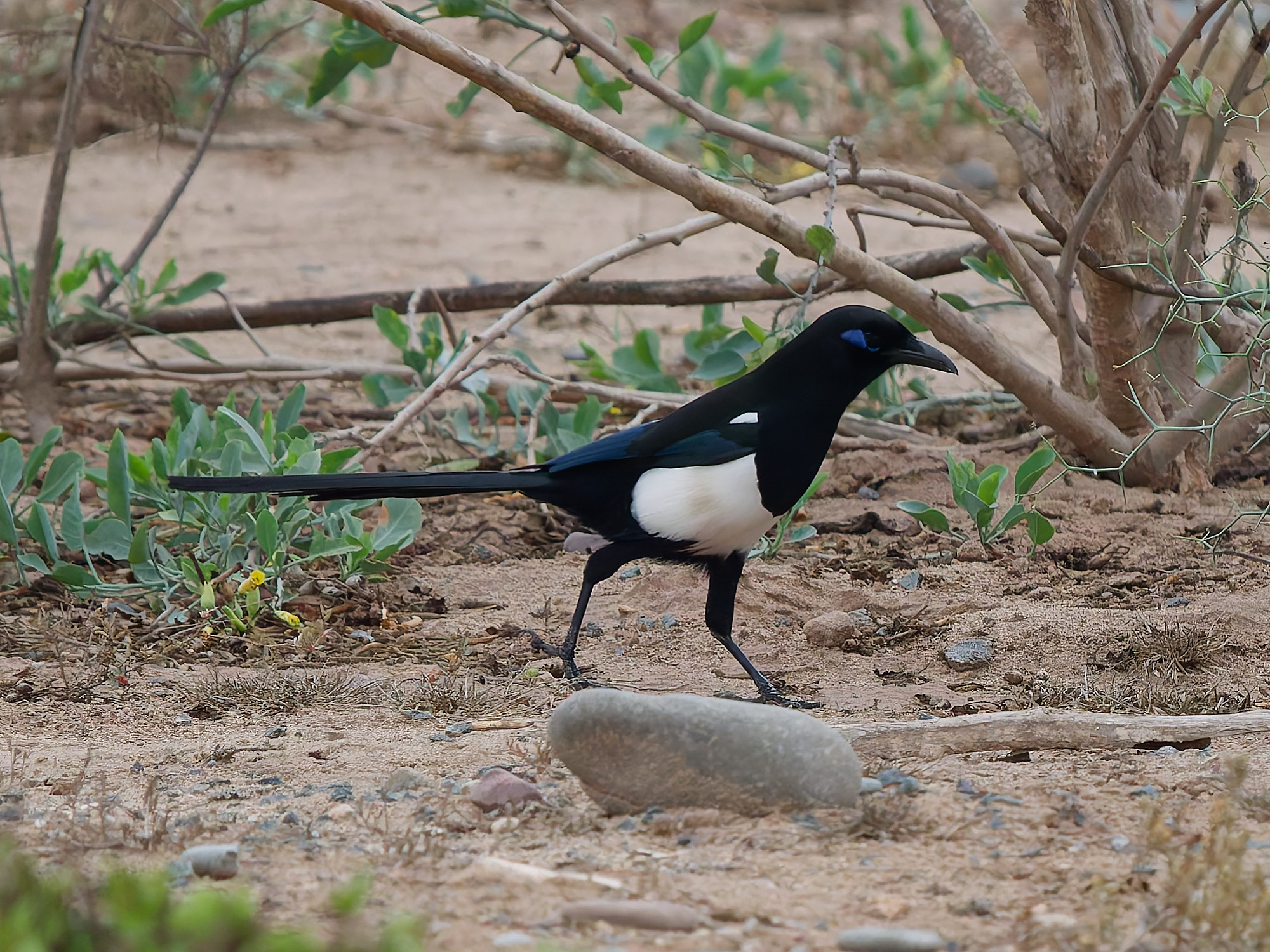 Maghrebekster (Pica mauritanica)